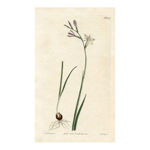 1812, Eveninglily Botanical Print, Curtis's Botanical Magazine, Original Antique Botanical Print, Engraving, England