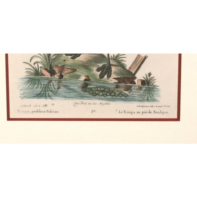 Johann Seligmann Set of Six Engravings of Birds, Circa 1770 Dimensions: 18 1/2 inches high x 16 inches wide x 1 inch deep....