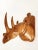 Vintage Hand Carved Teak Wood Rhinoceros Head Wall Plaque For Sale In Miami - Image 6 of 10