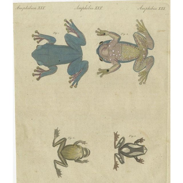 Bertuch, Four Tree Frogs Including a Blue Frog, 1815, Print For Sale - Image 12 of 12