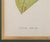 Walter Hood Fitch Botanical Offset Lithographs, 2 For Sale - Image 13 of 16