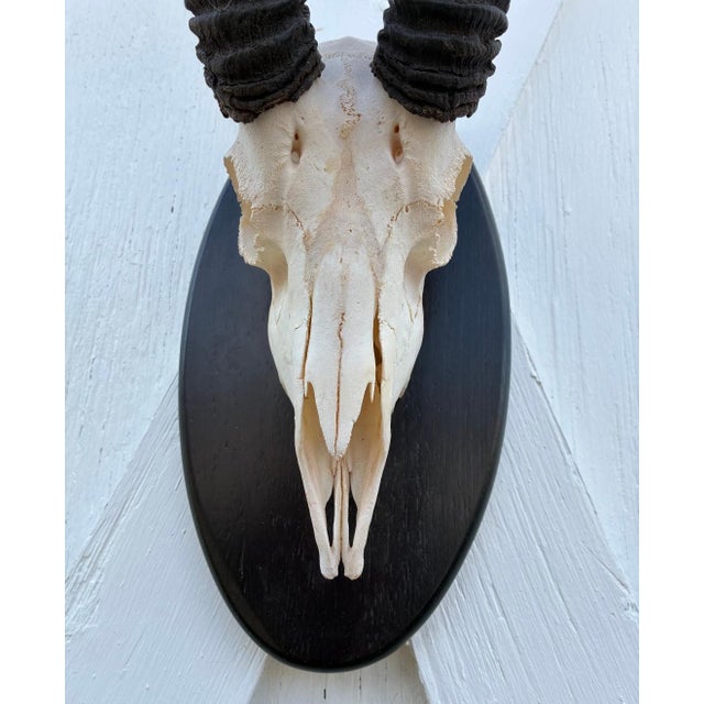 White African Springbok Antelope Skull Mount Taxidermy South Africa For Sale - Image 8 of 10