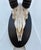 White African Springbok Antelope Skull Mount Taxidermy South Africa For Sale - Image 8 of 10