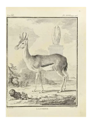 Claude Jardinier, La Corine, Etching, 1771