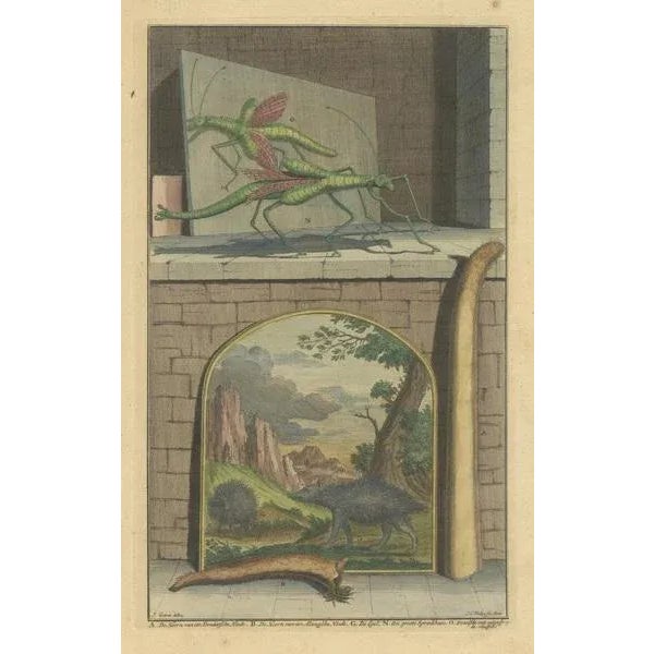 F. Valentijn, Grasshopper, Hedgehogs and the Horn of Doe, 1726, Colored Print For Sale - Image 3 of 6