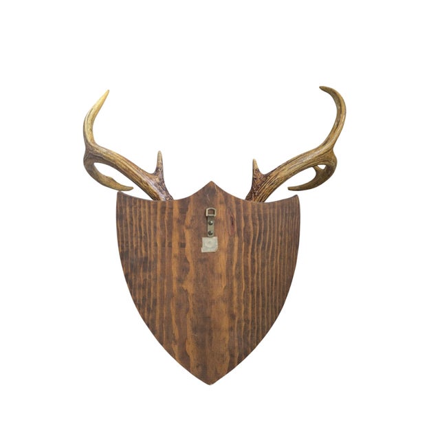 Mid 20th Century Vintage Stag Deer Antler Taxidermy Trophy Mount Wall Plaque For Sale - Image 5 of 5