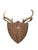 Mid 20th Century Vintage Stag Deer Antler Taxidermy Trophy Mount Wall Plaque For Sale - Image 5 of 5