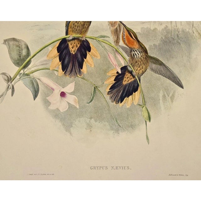 Printmaking Materials Saw-Bill Hummingbirds, Nest & Eggs: 19th C. Gould Hand-Colored "Grypus Naevius", 1850 For Sale - Image 7 of 8