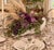 Folk Art Mid-Century Studio Art Ceramic Cornucopia For Sale - Image 3 of 14