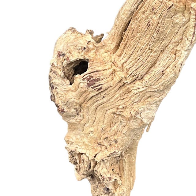 Late 20th Century Antique Driftwood On Metal Stand For Sale - Image 5 of 5