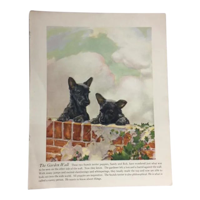 Vintage Scotch Terrier Puppies Print For Sale