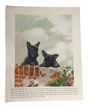 Vintage Scotch Terrier Puppies Print