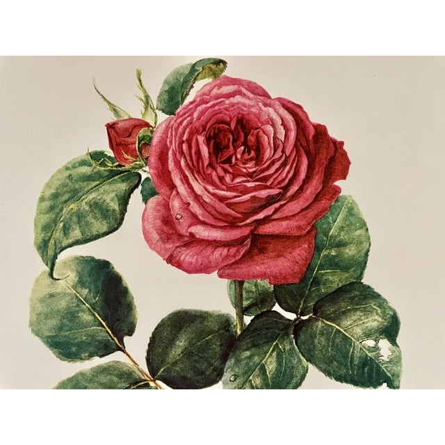 Watercolor (original) signed Madeleine Rollinat (French naturalist painter, 1914-2007), depicting a rose (species Gloria...