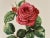 Watercolor (original) signed Madeleine Rollinat (French naturalist painter, 1914-2007), depicting a rose (species Gloria...