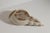 Gold Sculptural Shell Vase in Stoneware by C.H. Brannam, 1965 For Sale - Image 8 of 12