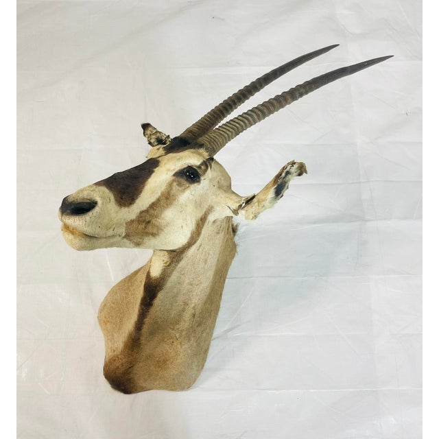 Vintage mounted antelope taxidermy wall mount, featuring elegant, elongated horns and natural coloration, presented in a...