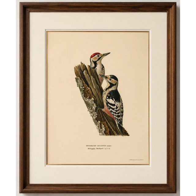 White-backed Woodpecker Pair – von Wright Brothers Swedish Bird Print, 1929 This striking original ornithological print...