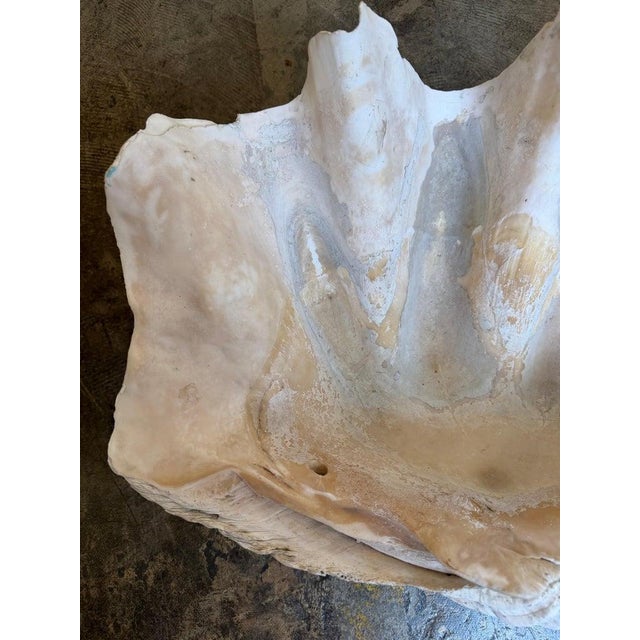Coastal Monumental Natural Tridacna Clam Shell Planter / Jardinière For Sale - Image 3 of 7