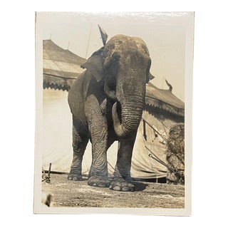 Original Ringling Bros Circus Elephant Portrait Photo - Roland Butler Collection For Sale