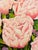Impressionist 1980s Roma Baker Blooming Roses Still Life Watercolor For Sale - Image 3 of 4