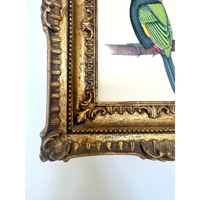 Original Hand Painted Toucan in Vintage Italian Frame Chairish