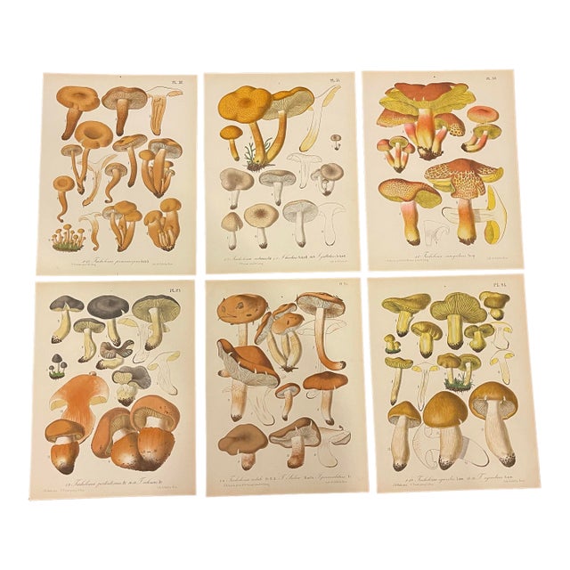 Set of 6 Antique Mycology Prints of Various Fungi / Mushrooms by Barla, Circa 1890 For Sale