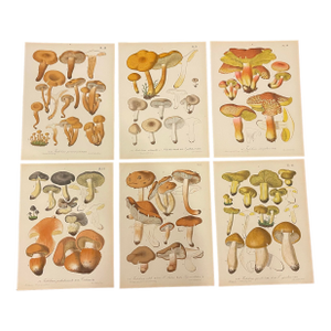Set of 6 Antique Mycology Prints of Various Fungi / Mushrooms by Barla, Circa 1890
