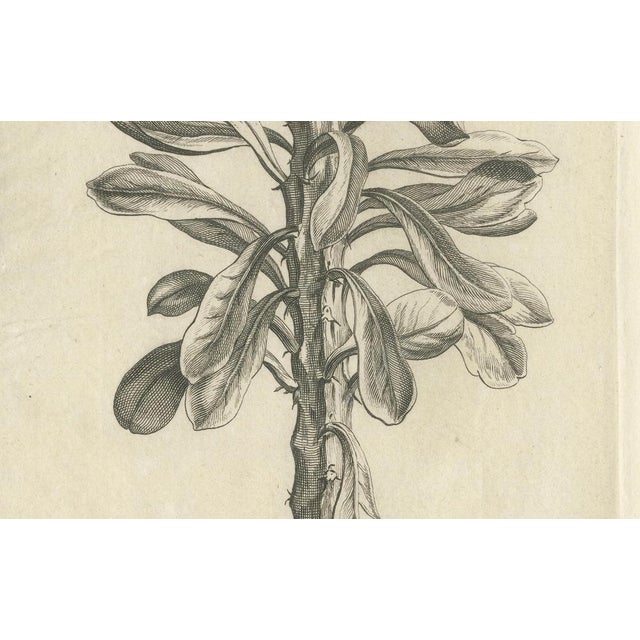 Commelin, Tithymalus Aiz Arbor, 1706, Print For Sale - Image 3 of 6