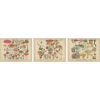 Fly Agaric and Chanterelle Mushrooms, 1885, Paper, Set of 3 For Sale