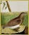 Realism A Falkland Island Quail: An 18th Century Hand-Colored Engraving by Martinet, 1770 For Sale - Image 3 of 6