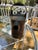 19th Century Victorian Brass Watering Can For Sale - Image 4 of 12
