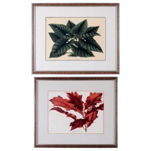 Botanical Lithographs from Linden’s L’Illustration Horticole - A Pair