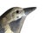 1950s 1950s Austrian Wood Carved Bird 75 For Sale - Image 5 of 6