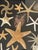 Tan Vintage Sea Stars Collection in a Shadow Box Greeting From Florida For Sale - Image 8 of 11