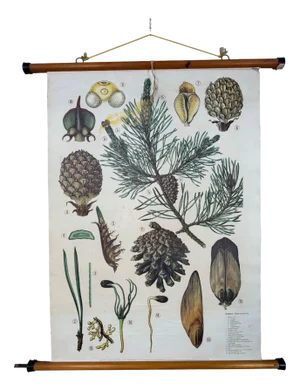 Vintage Linen School Map the Scots Pine