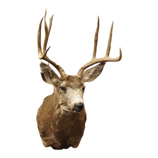 Vintage Mule Deer Buck Shoulder Mount Antler Rack Rustic Cabin Wall Decor For Sale