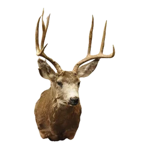 Vintage Mule Deer Buck Shoulder Mount Antler Rack Rustic Cabin Wall Decor