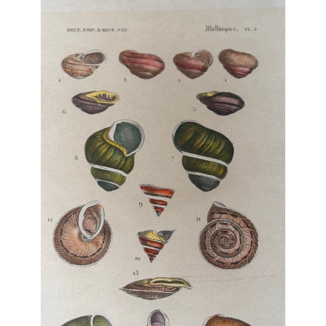 Late 19th Century Mollusques Shell Prints Gastéropodes Plates Fleur De Lis Embossed Paper - Set of 3 For Sale In Atlanta - Image 6 of 11