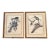 1960s XLarge 35"h Reproduction Prints of Audubon "Birds of America" Engravings by R. Havell -Set of 2 For Sale