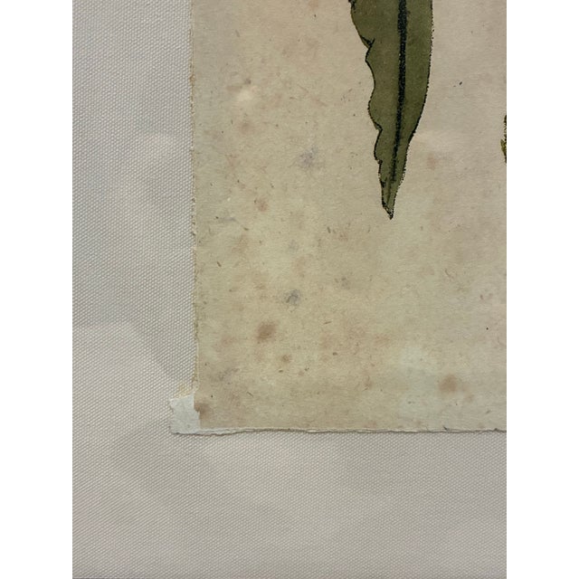 Early 21st Century Oversized Natural Curiosities Harvey Seaweeds 11 Botanical Print – Framed For Sale - Image 5 of 7