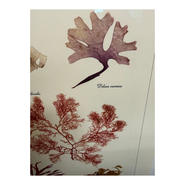 These botanicals were made from authentic seaweed found off the coast of Spain. They offer a great way to bring natural...