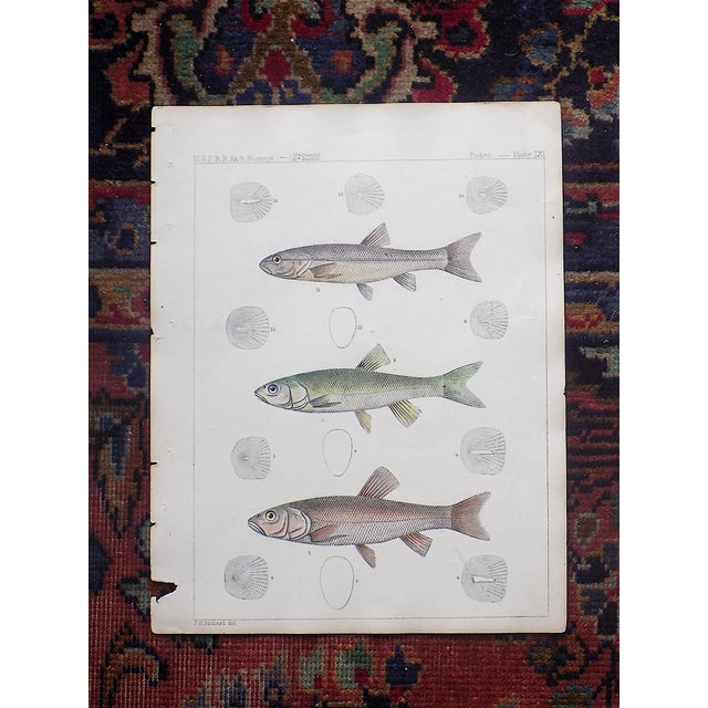 Antique 19th Century Hand Colored American Fish Lithographs - Set of 3 ...