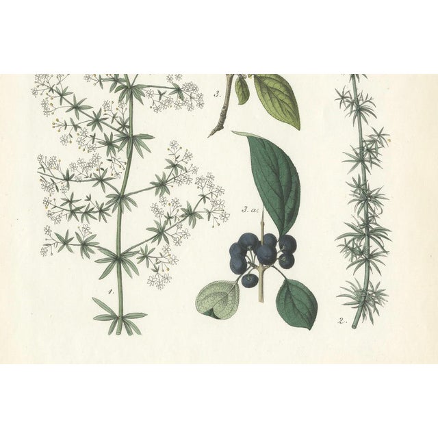 Hand-Colored Botanical Lithograph of Madder, Buckthorn, Cleavers, 1854, Print For Sale - Image 4 of 6