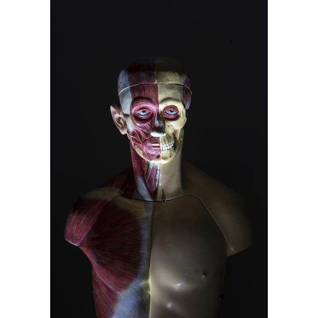 Beige Anatomical Torso Model, East Germany, 1950s For Sale - Image 8 of 9