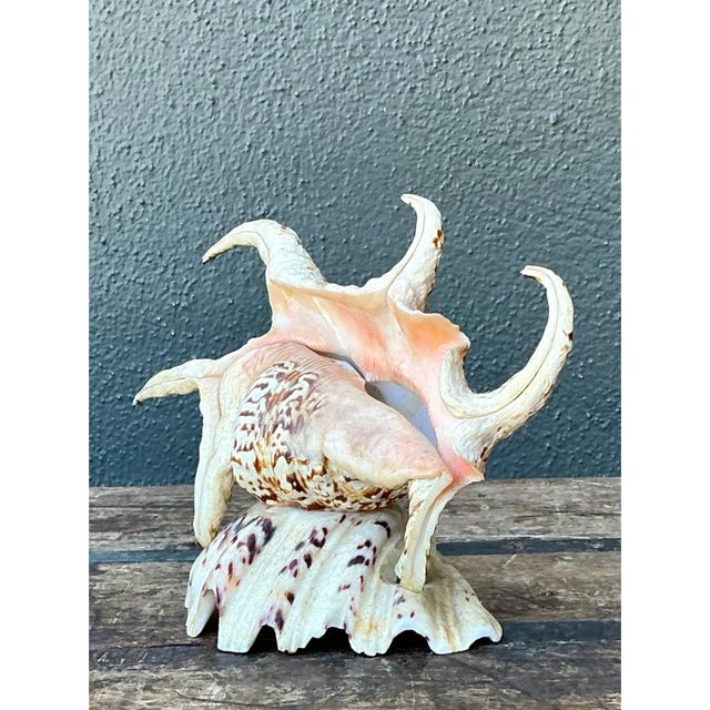 Vintage Spiked Shell Vanity Lamp For Sale - Image 9 of 12