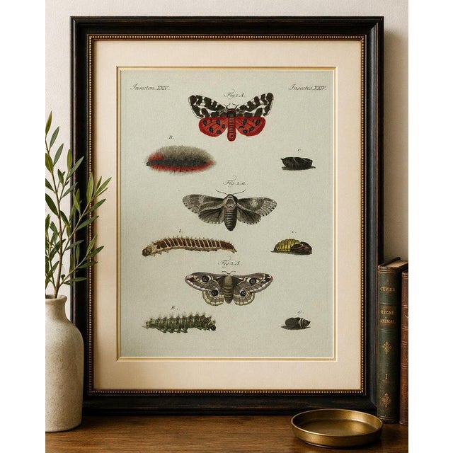 Original antique print of three moths and metamorphosis by bertuch, c. 1800 original antique hand-colored copper engraving...