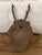 Antique Black Forest Roe Deer Trophy Antler Mount - (#3 of 3 Individual Mounts Listed) For Sale - Image 11 of 12