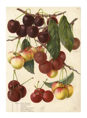 Vintage Cherries Archival Print