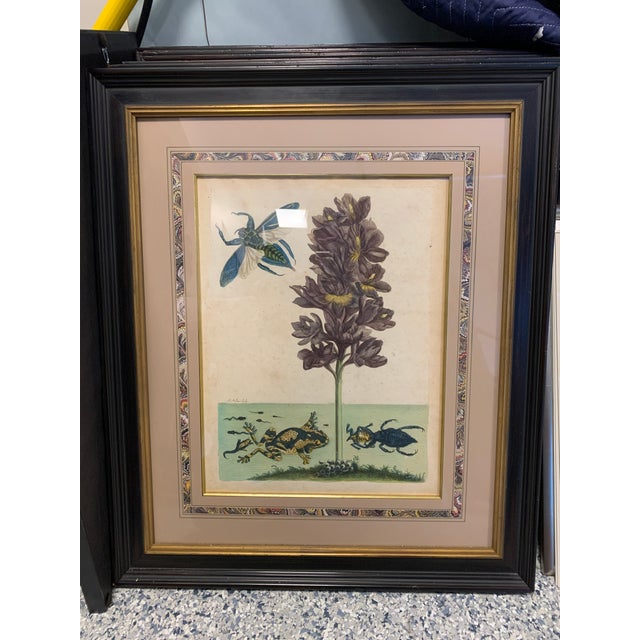 Early 18th Century Maria Sibylla Merian Insects of Surinam Hand-Colored Copper-Plate Engravings, Framed - Set of 8 For Sale - Image 11 of 13