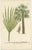 European Fan Palm and Copernicia Prunifera, Paper, Set of 2 For Sale
